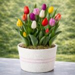 Colorful Tulip Bulb Garden in Bloom