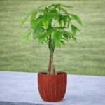 Forever Love Lucky Money Tree Plant