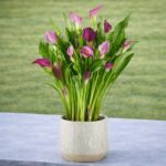 Elegant Purple Calla Lily Plant