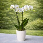 Pure Bliss White Orchid